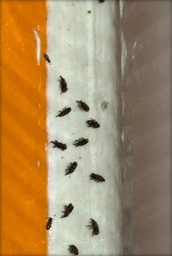 Close-up of dead rice weevil specimens from the Prototype 1 trial