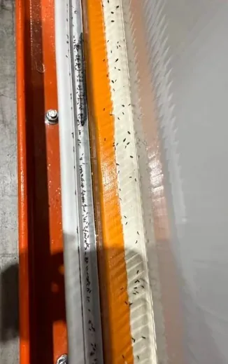 Dead rice weevils along the perimeter of the Prototype 1 chamber after the low-oxygen trial